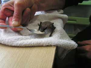 nourrissage Sérotine