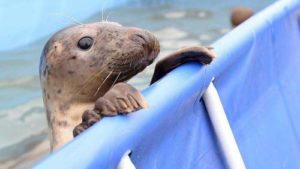 Phoque gris en soins