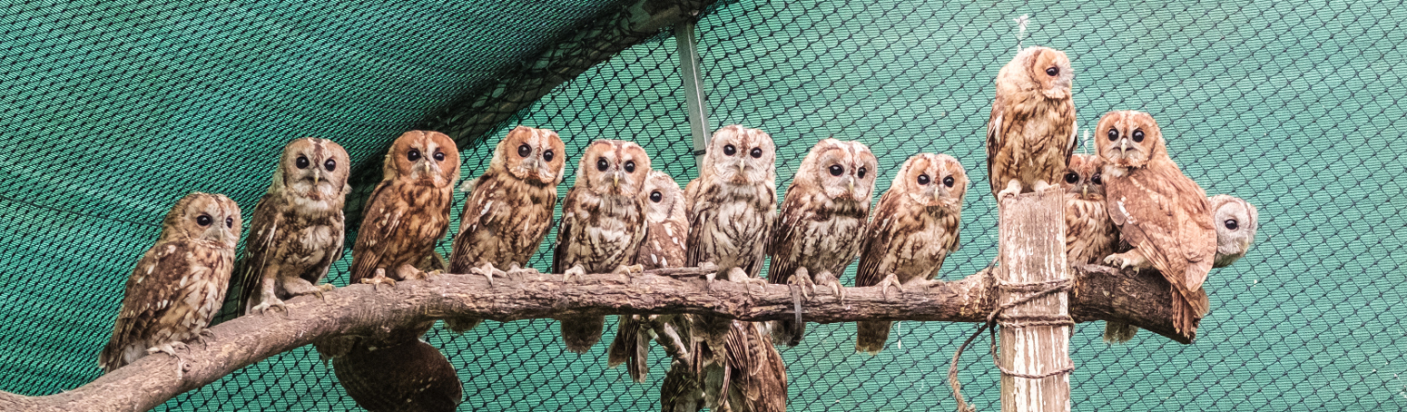 Chouettes en volière