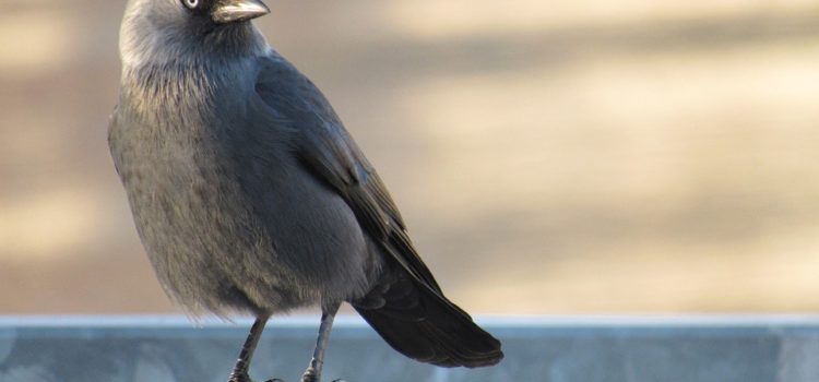 Portrait d’animal: Le Choucas des tours Choucas des tours