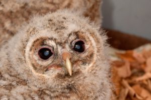 Bébé Chouette hulotte