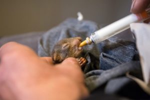 Nourrissage bébé Ecureuil